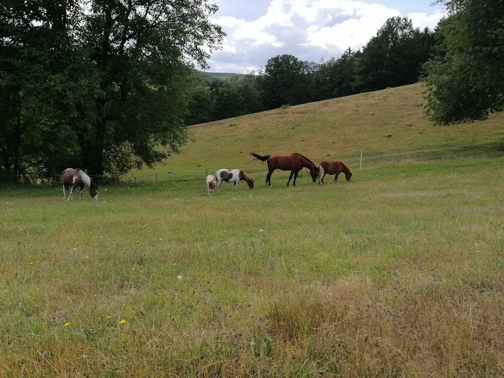 Ponygestüt vom Perlenbach - photo 1