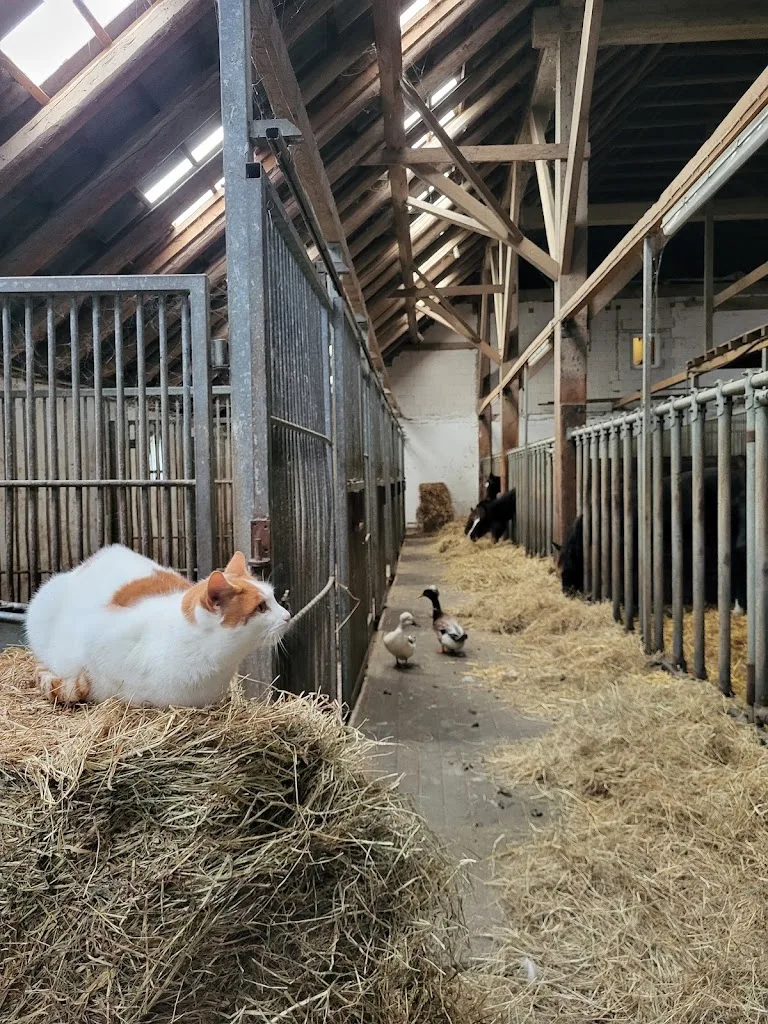 Pferdezucht Thuenenhof - Foto 2