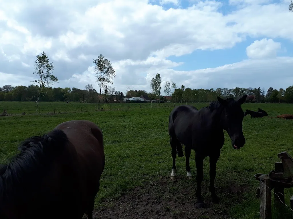 Bauern- und Pferdehof Funke - photo 2