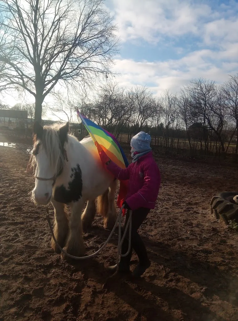 Ponyhof Sprakensehl Pferdeglueck Reitunterricht Ausritte - Foto 3
