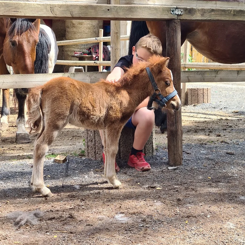 Ranch of Trust, Offenstall, Reitstall, Ponyführen, Pony-Führerschein, Pferdetransporte, Stoppelhopser, Reitunterricht - photo 2
