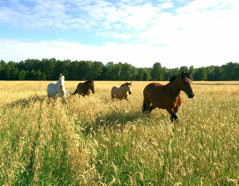 Smillas Home: Reiten & Persönlichkeitsentwicklung mit Joana Barth - Foto 1