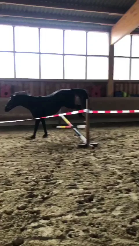 Reitstall Müller - photo 3