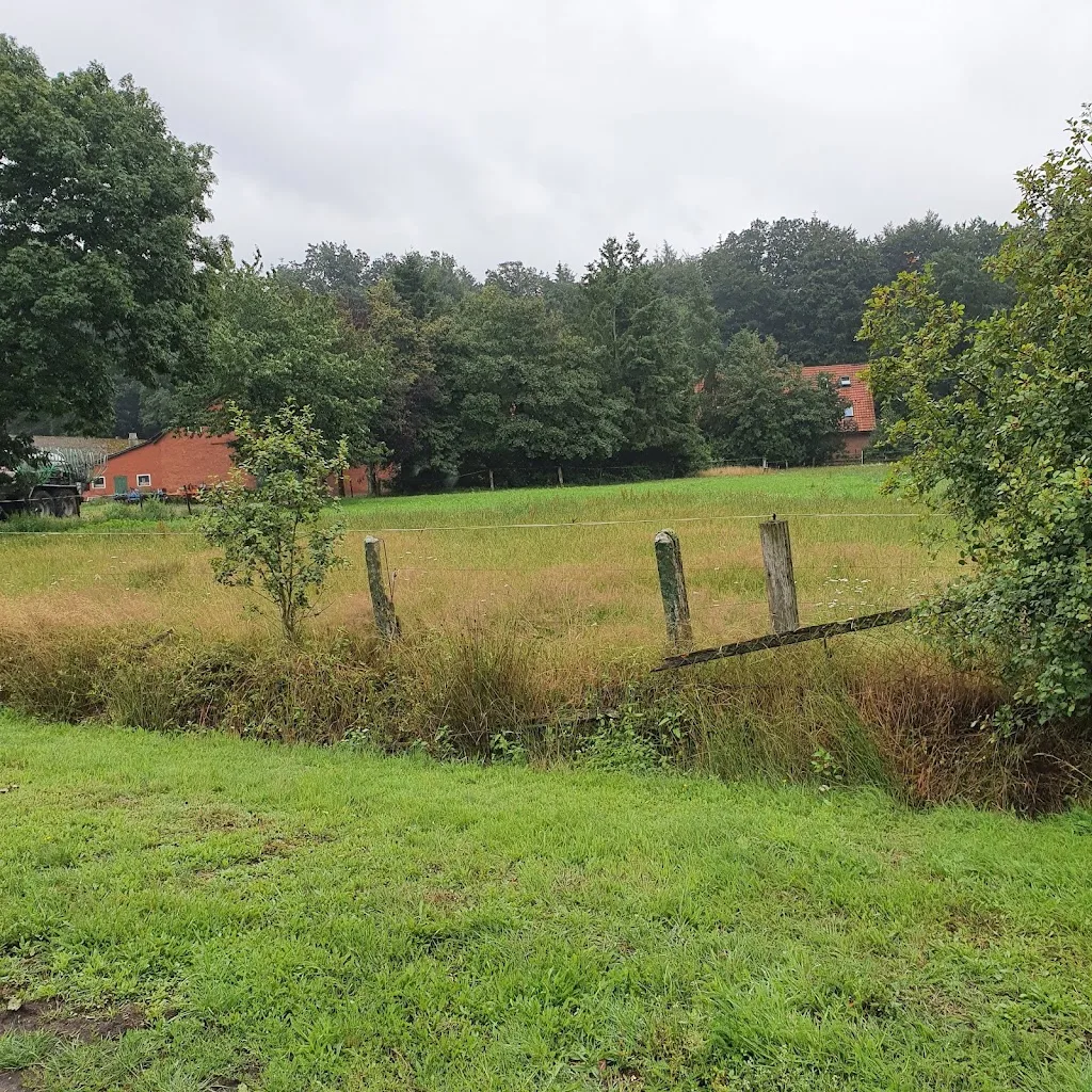 Hof Osterloh GbR Pferdezucht und - haltung - Foto 1