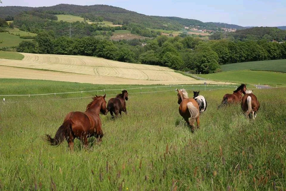Triple F Stable - Foto 2