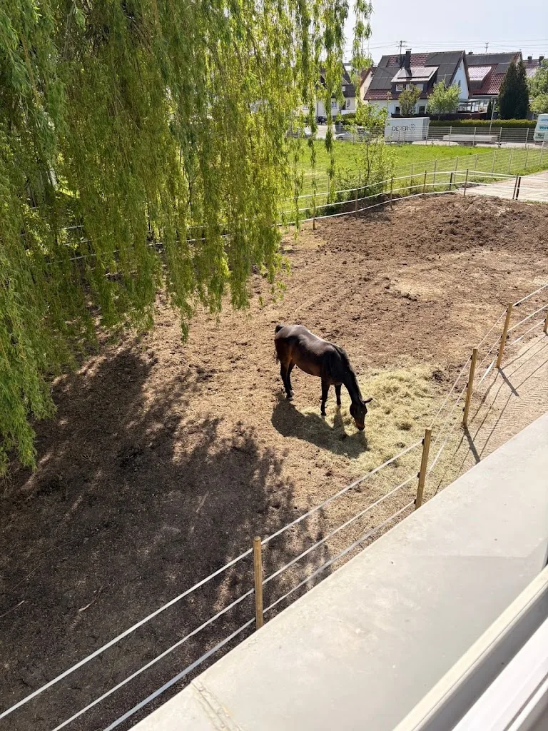 Pferdepension-Ostalb - Foto 2