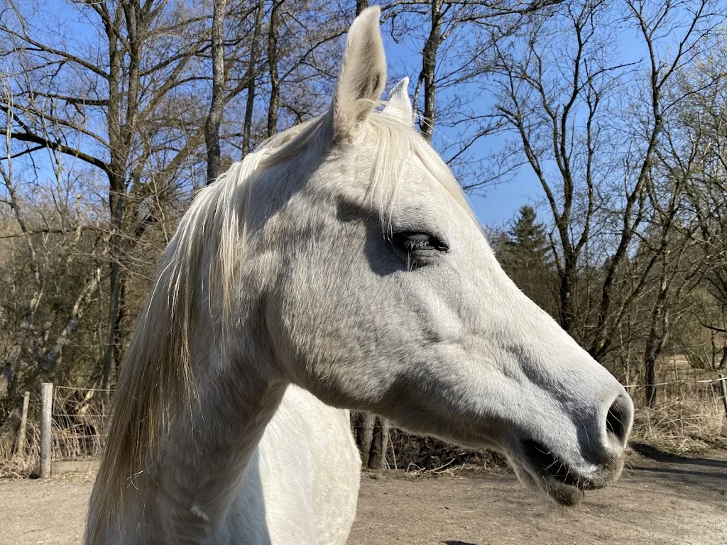 Sonnenhof - Foto 1
