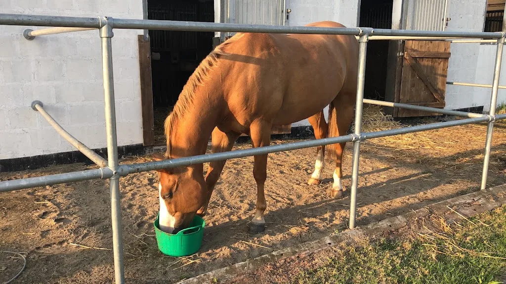 Reitsportanlage Kastanienhof Klein Rönnau - Foto 1