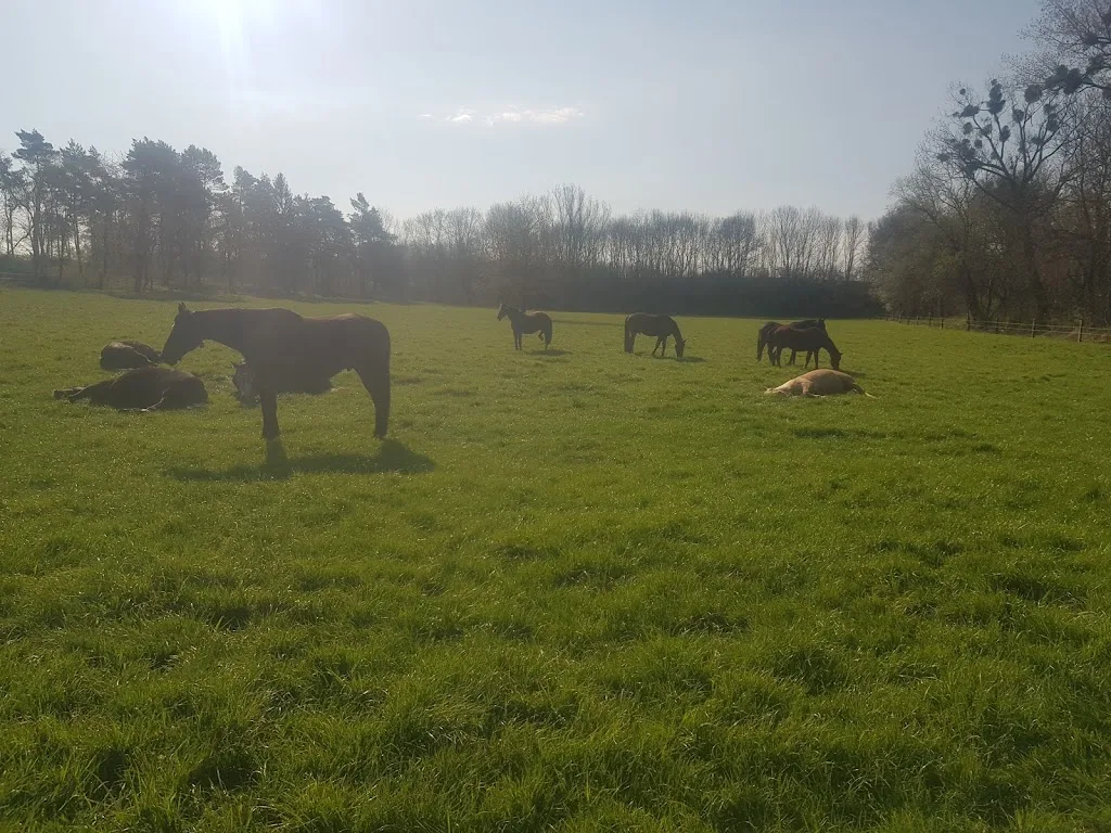 LAG Stall Hof Willgerodt - Foto 2