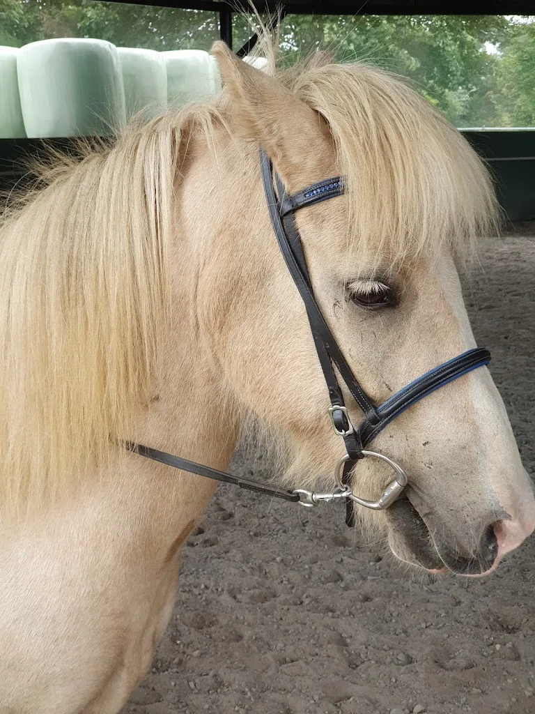 Islandpferdehof Smidur - Foto 2