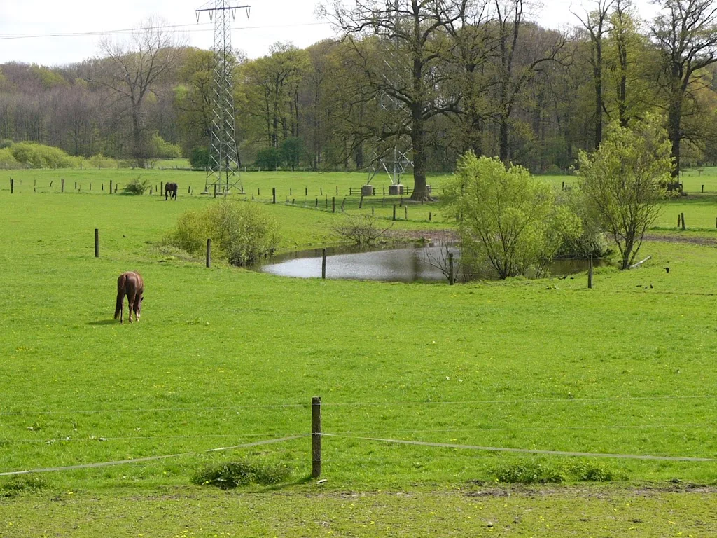 L.B. DRESSURPFERDE - Foto 2