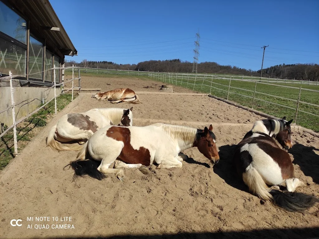 Triple Horse Ranch - Foto 2