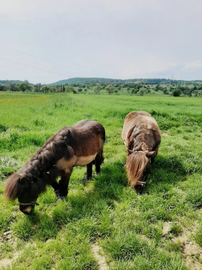fidji stables - Foto 1
