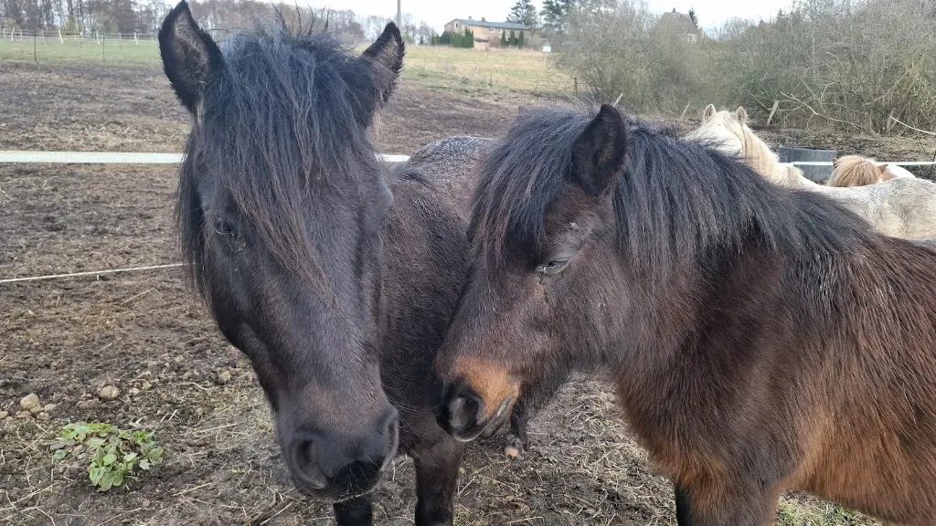 CS - Ponyfarm - Foto 1