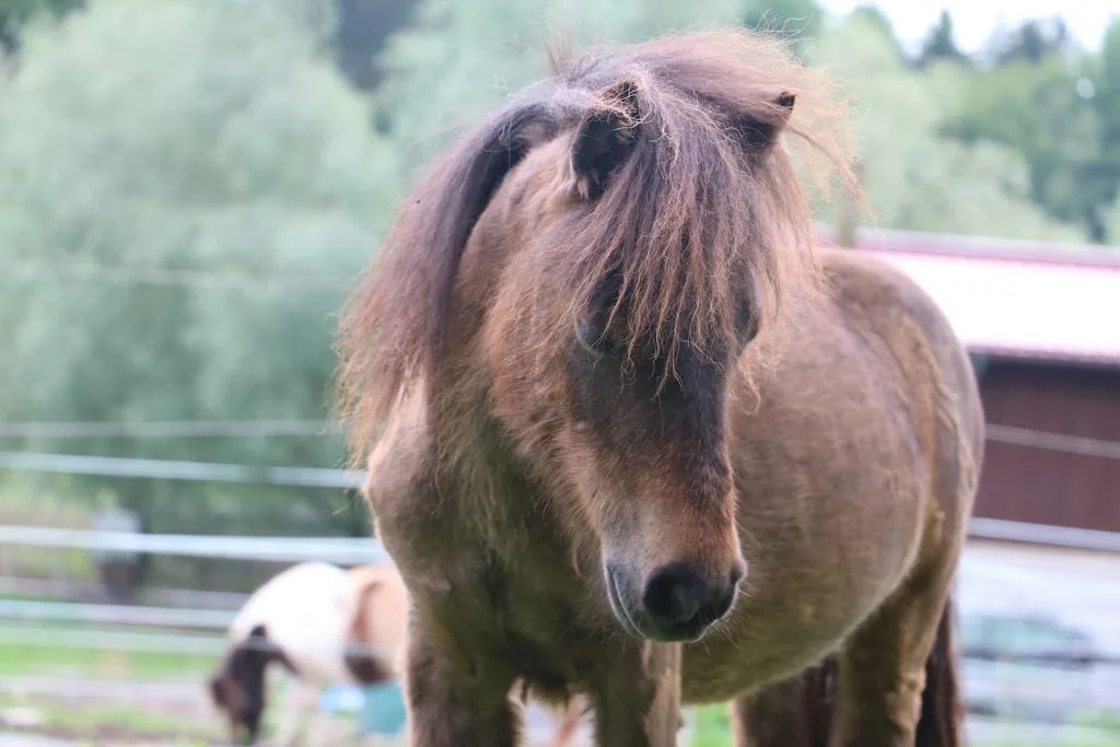 Reitschule Solbakki - Foto 3