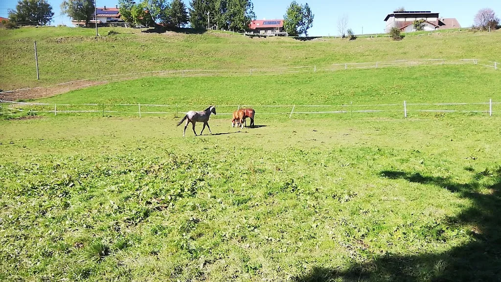 Stefanie Paul Sporthorses - Foto 2