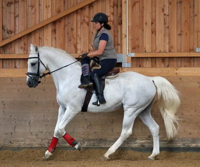 Reiten zwischen Main und Donau - Foto 2