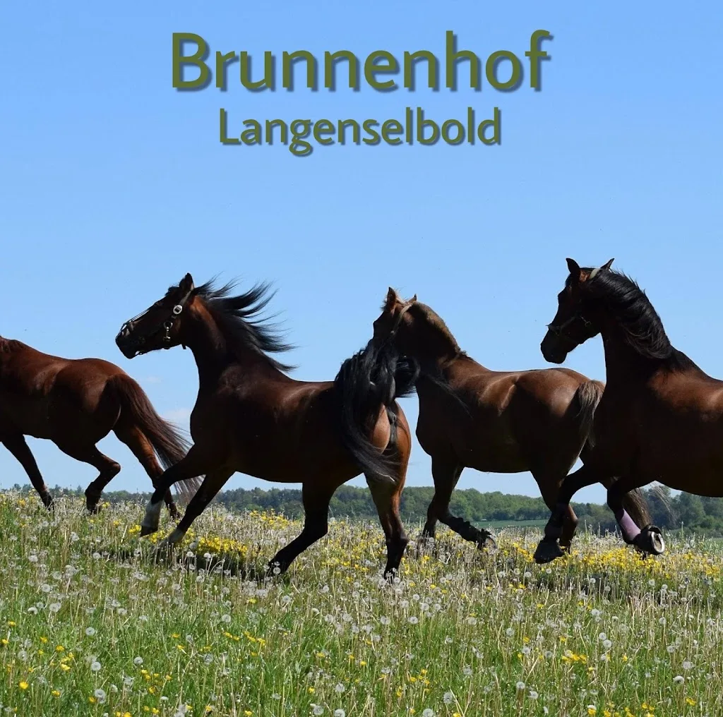 Reitanlage Waldhof - photo 1