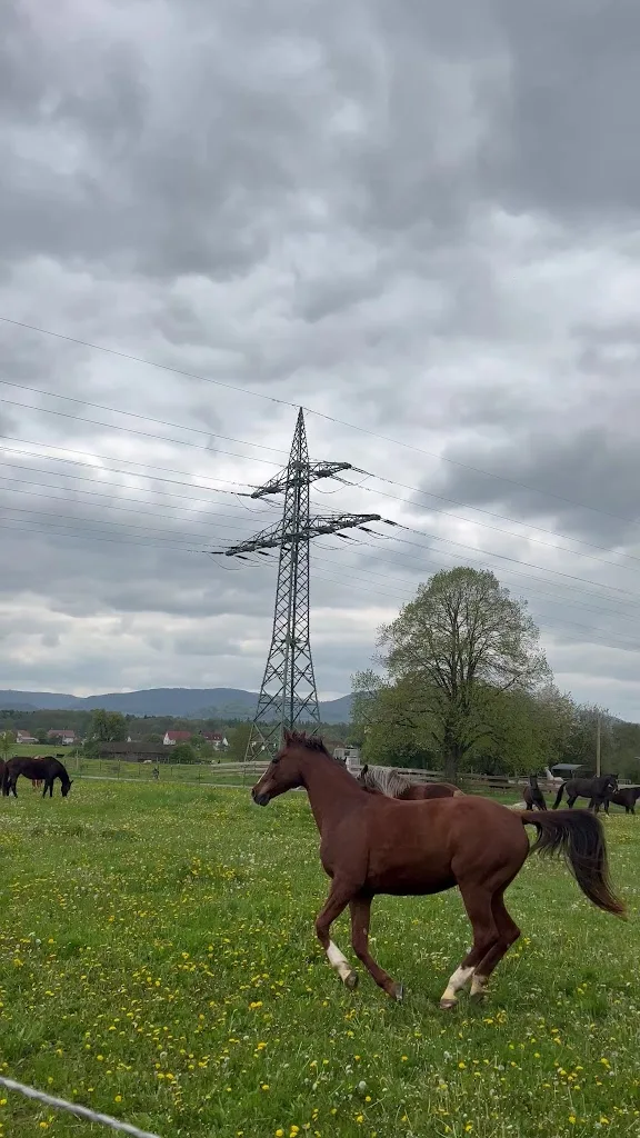 Aktiv Pferdestall Schmid - Foto 3