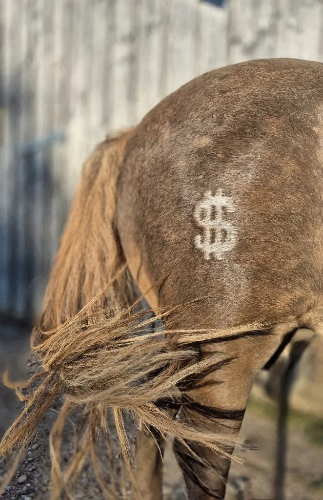 SIMEN HORSES - Foto 2