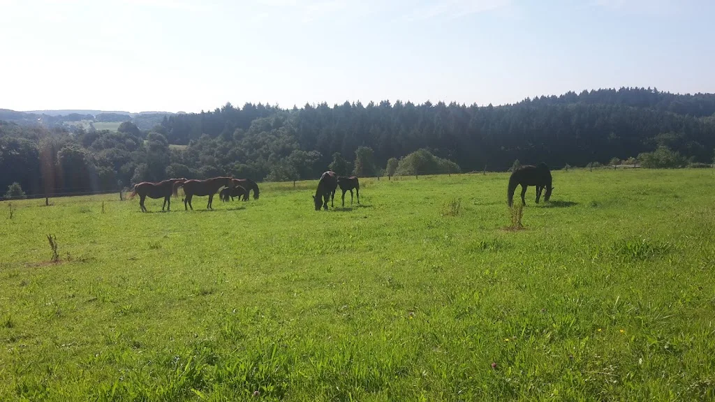 Winiranch - Offenstall & Robusthaltung Hennef/ Rhein-Sieg - Foto 1