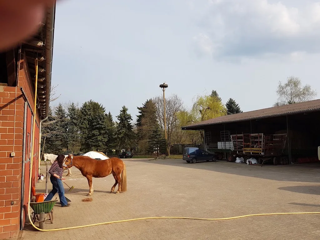 Reitstall Dralle - Pensionsstall, Ponypädagogik, Ponyakademie - Foto 1