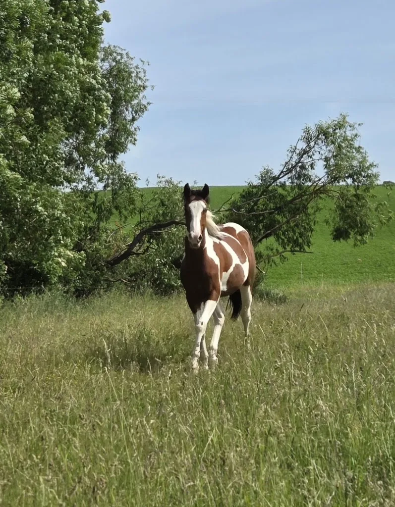 Main Ranch - photo 1