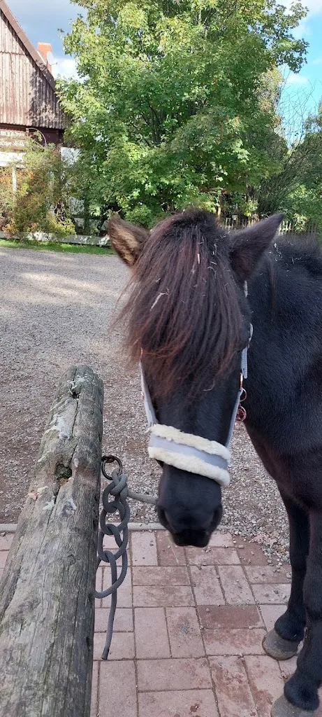 Islandpferde "Am Königshofe" - Foto 3