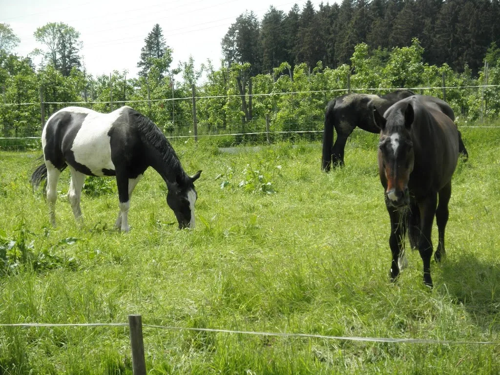 Pferdehof Abt - Foto 3