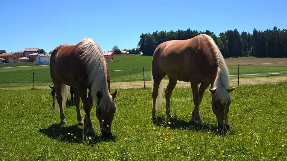 Reitstall Doris Galler - Foto 1