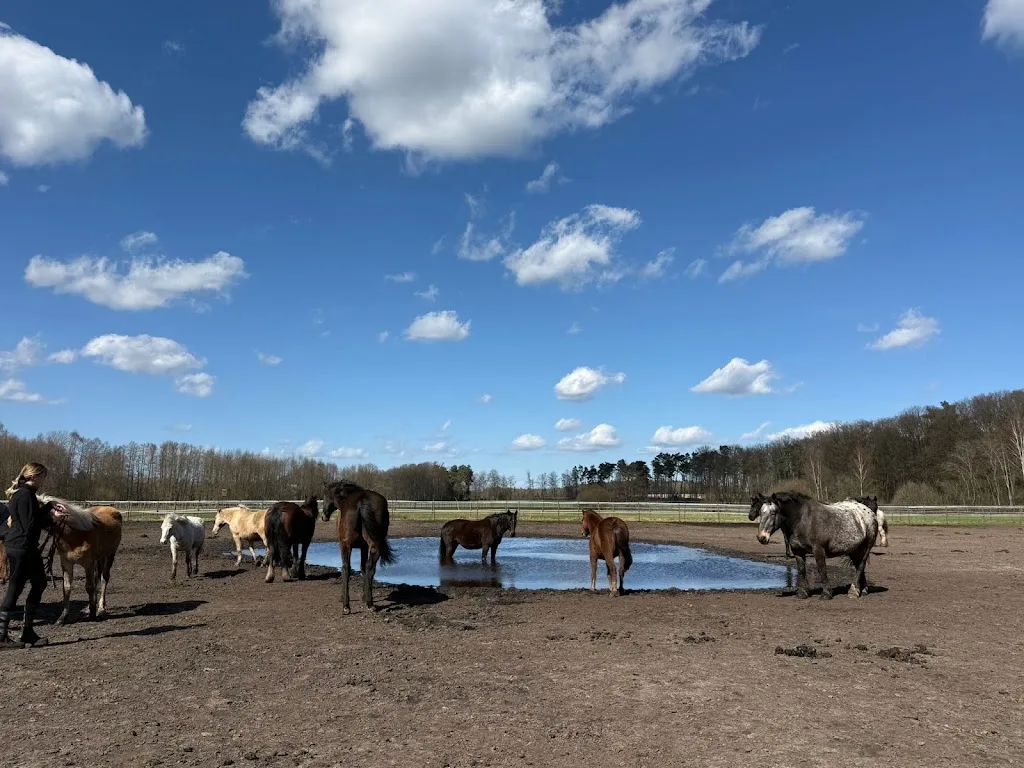 Springperdezucht Claashof - Foto 2