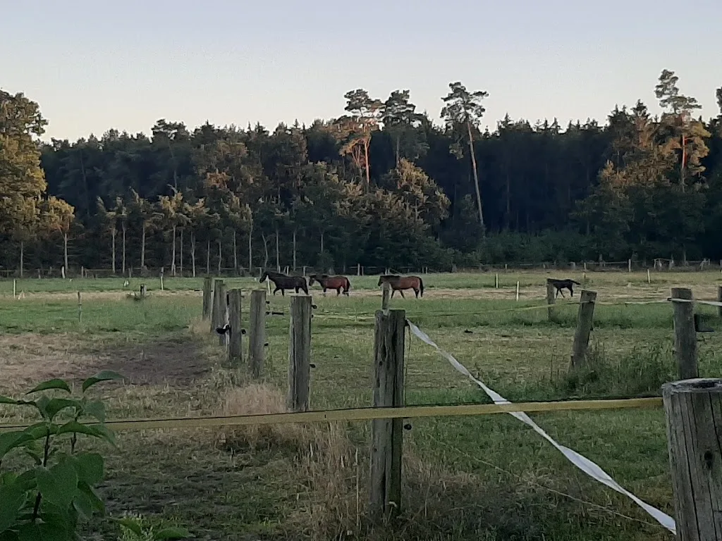Springperdezucht Claashof - Foto 3