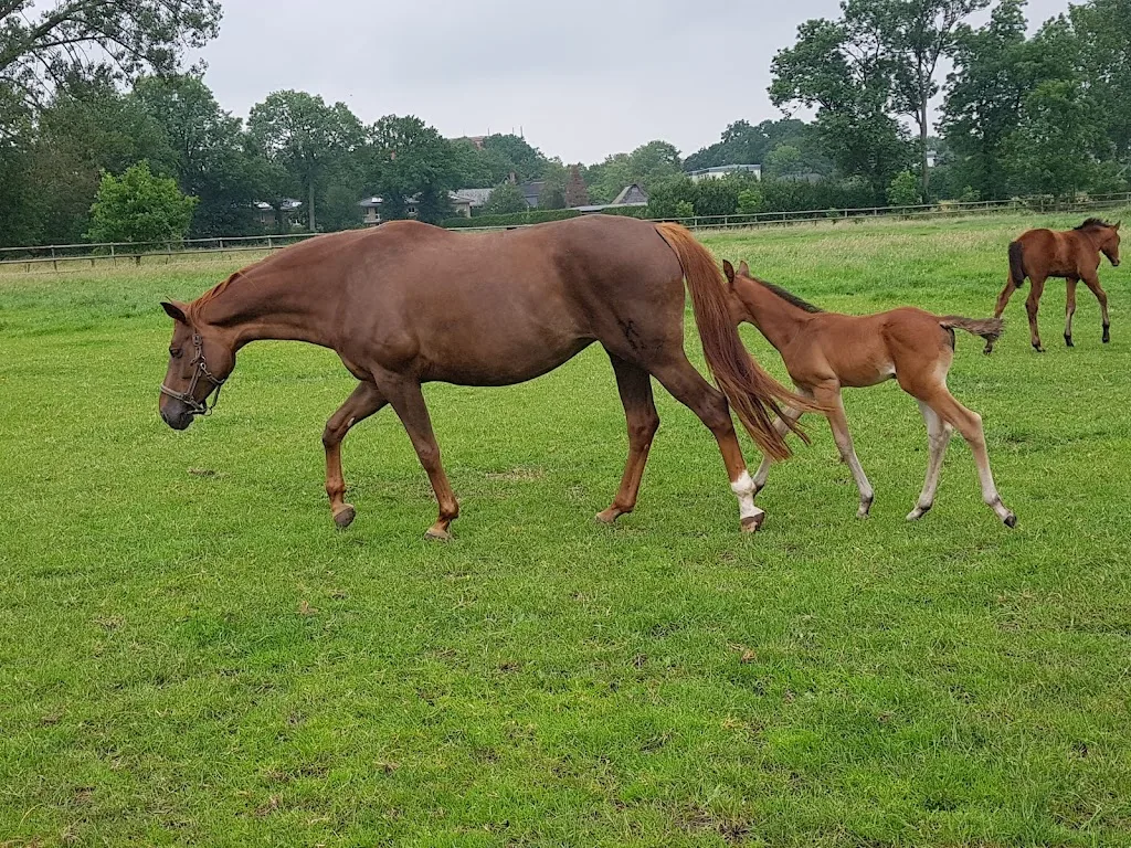 Reitanlage Gerkens - Foto 2