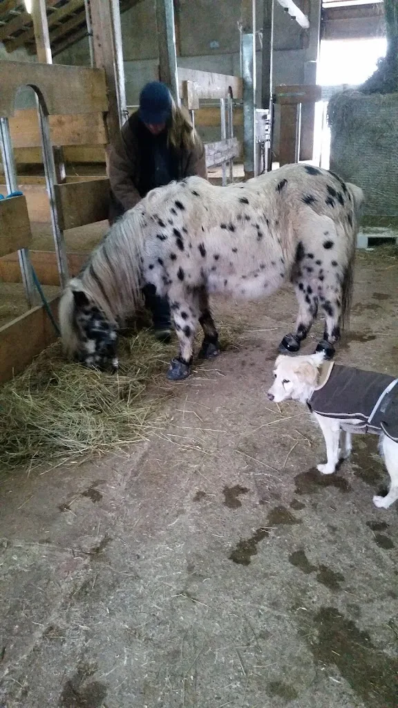 Reitanlage Schieferberg ***** - Foto 3