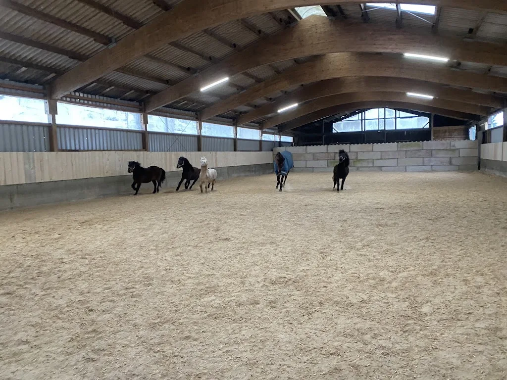 RL Westernriding Step by Step - photo 3