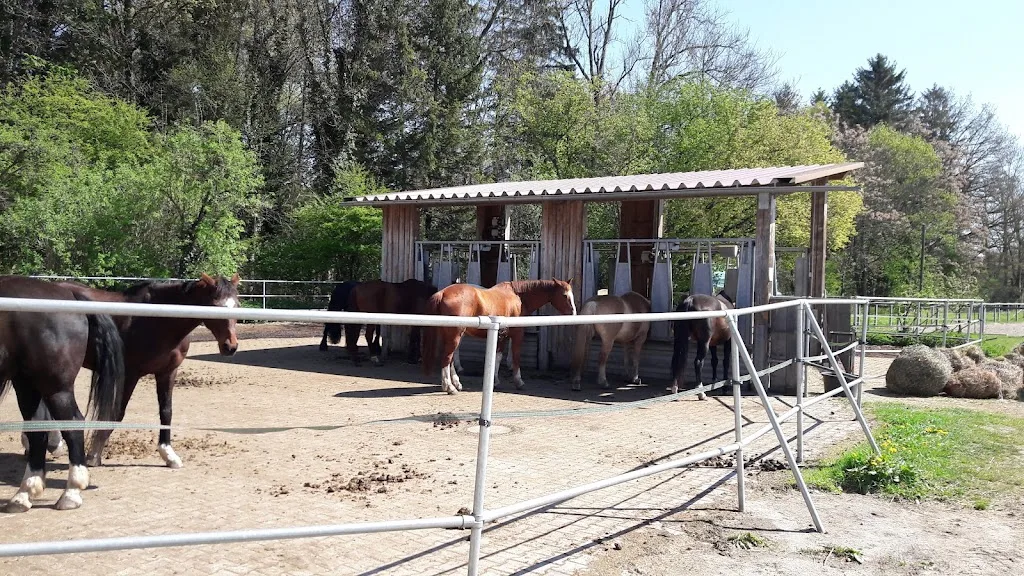 Anschela’s Pferdepension - Foto 2