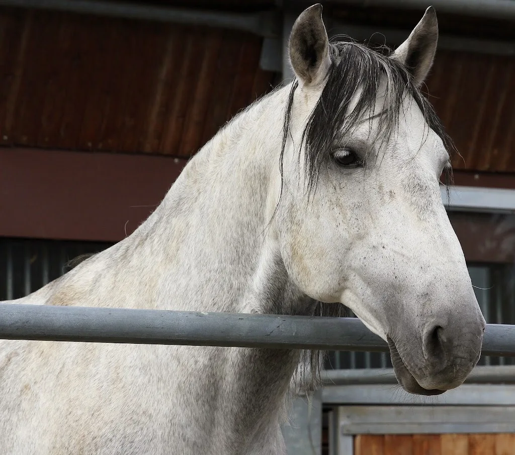 Reitanlage Sandberg GmbH - photo 1