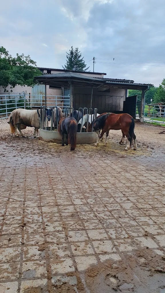 Pferdehof Althausen - Foto 2