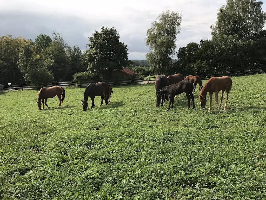 Reitanlage Mintsberg - Foto 1