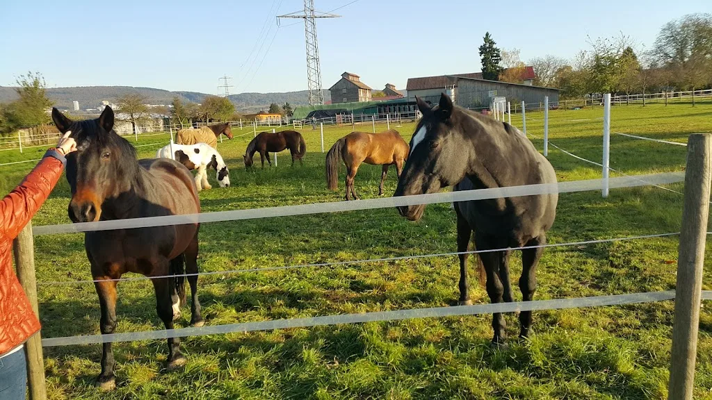 Reitanlage Moser - photo 2