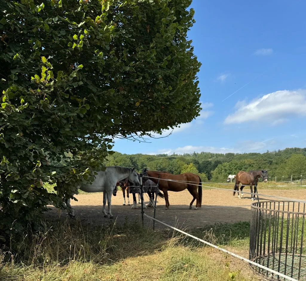 Maybrechthof - Foto 2