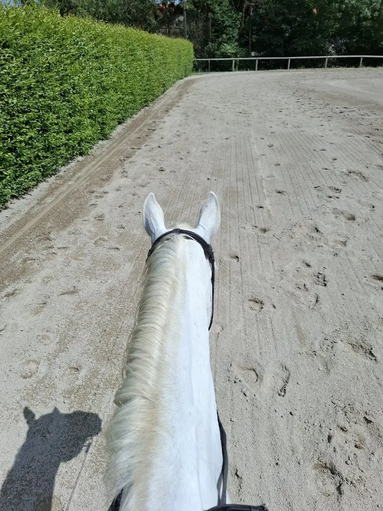 Reiterhof Hartinger - Foto 3