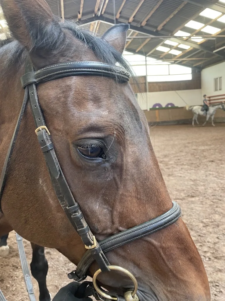 Reitanlage Tögel - Foto 2