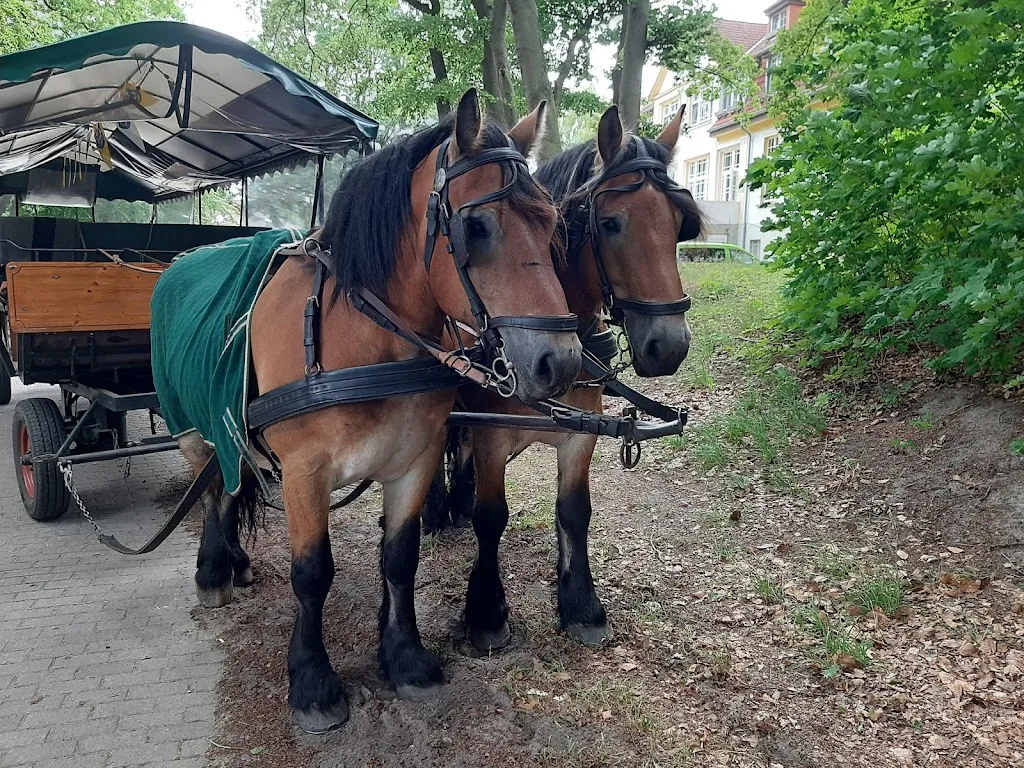 Pferdehof Kachlin und Pferdesportverein Kachlin e.V. - Foto 3