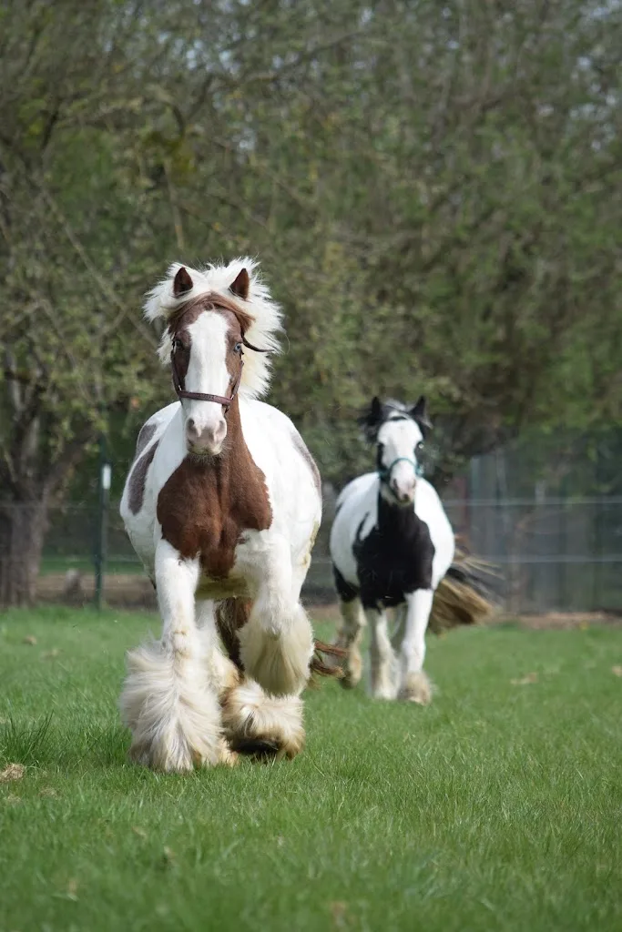Ponyreitschule Eschenhof - Foto 1
