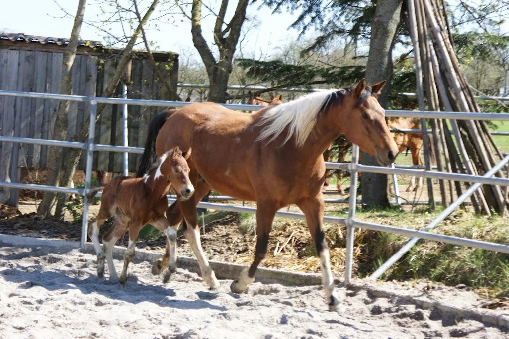 Westernreitclub Tamm e.V. - photo 1