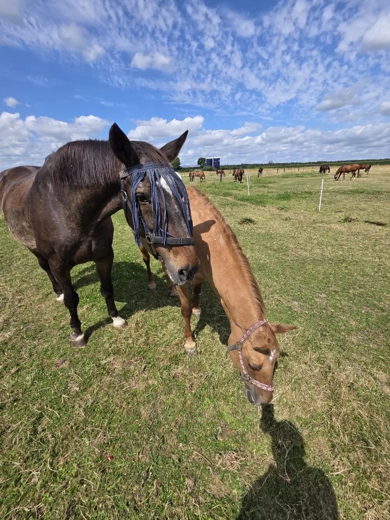 FN-Reitanlage Vauth - photo 1