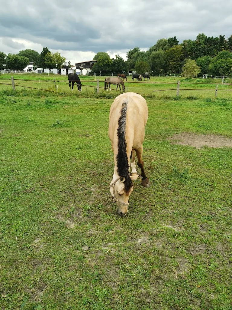 RD Reitsport Dallgow GmbH - photo 1