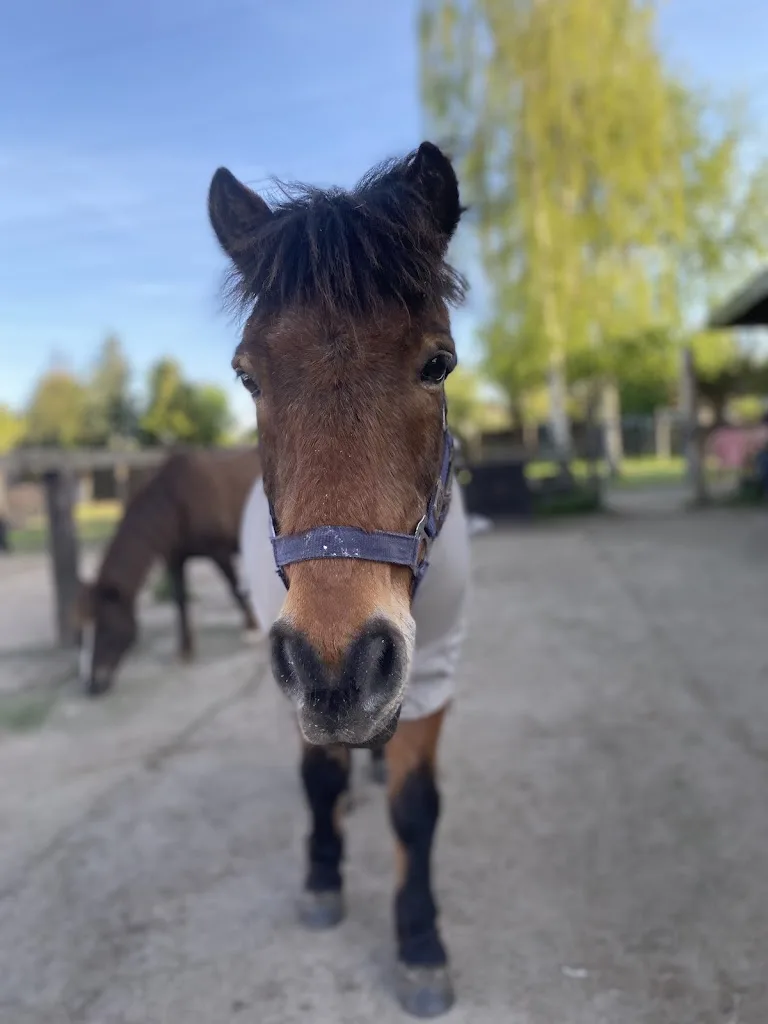 Wolsdorfer Ponyschule - Foto 2