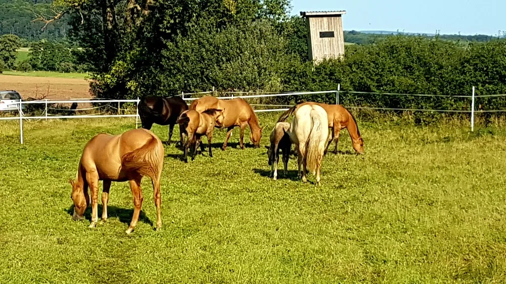 Weckwerth Western Horses Hof Leimbach - photo 1